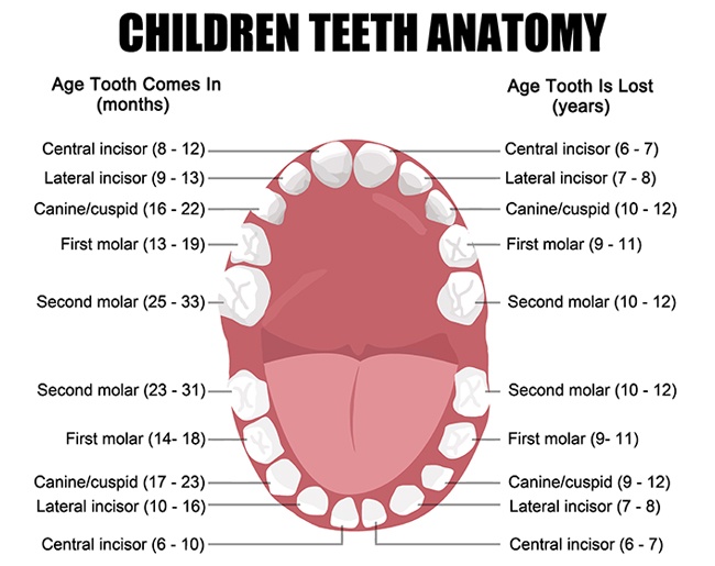 Animated image detailing primary tooth development
